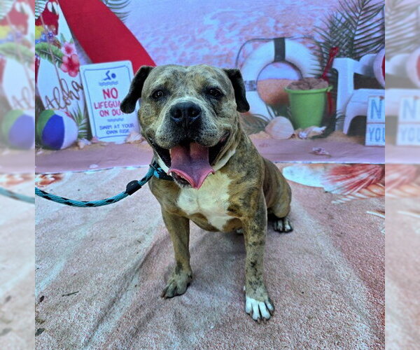 Medium Photo #1 Mutt Puppy For Sale in Long Beach, CA, USA