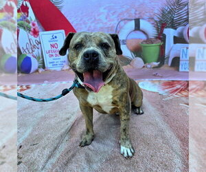 Mutt Dogs for adoption in Long Beach, CA, USA