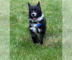 Small #2 Mutt