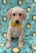 Small Photo #2 Labrador Retriever Puppy For Sale in EDEN, PA, USA