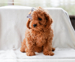 Small #1 Cavalier King Charles Spaniel-Poodle (Toy) Mix