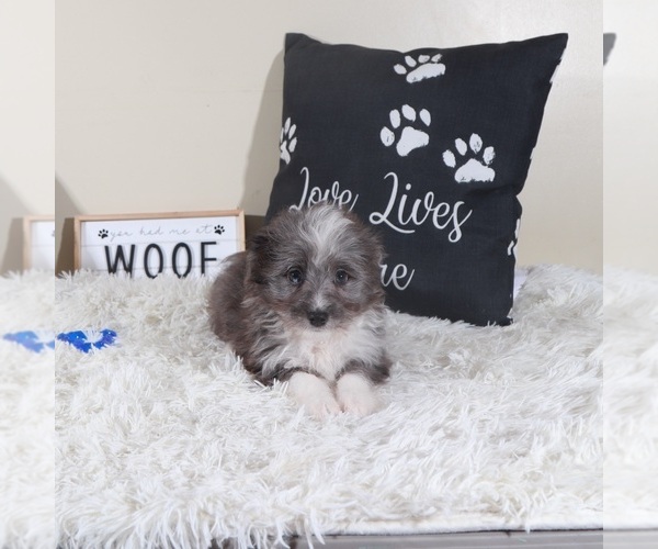 Medium Photo #2 Aussiedoodle Toy Puppy For Sale in MOUNT VERNON, OH, USA