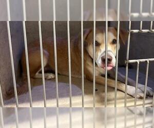 Mutt Dogs for adoption in Oklahoma City, OK, USA