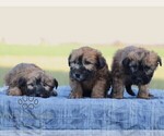 Small #2 Soft Coated Wheaten Terrier