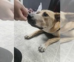 Small #3 Mutt