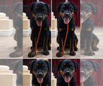 Small #1 Rottweiler