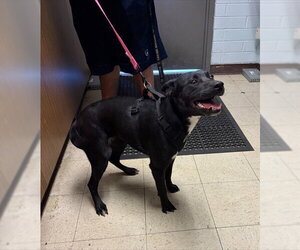 Labrador Retriever Dogs for adoption in Stockton, CA, USA