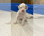Small Photo #2 Boxer Puppy For Sale in LEWISTOWN, PA, USA