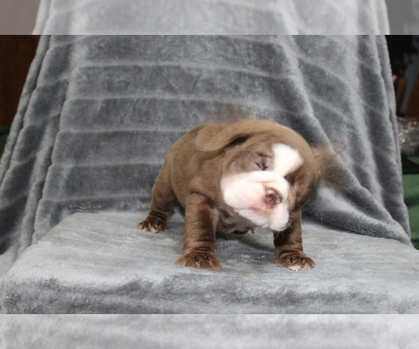 Medium Photo #14 Bulldog Puppy For Sale in BRANDON, FL, USA