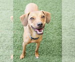 Small #2 Beagle-Chihuahua Mix