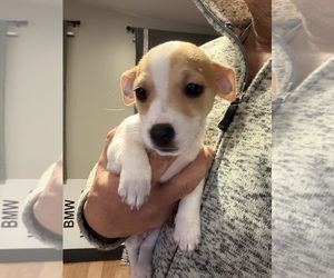 Medium Jack Russell Terrier