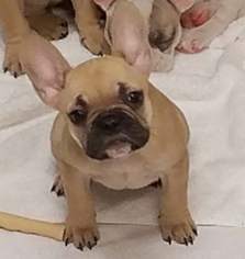 French Bulldog Puppy for sale in ROCHESTER, MI, USA