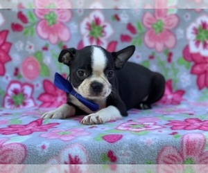 Boston Terrier Puppy for sale in LANCASTER, PA, USA