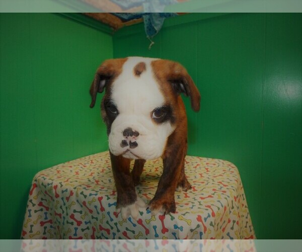 Medium Photo #3 Beabull Puppy For Sale in PATERSON, NJ, USA