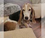 Small #5 Basset Hound