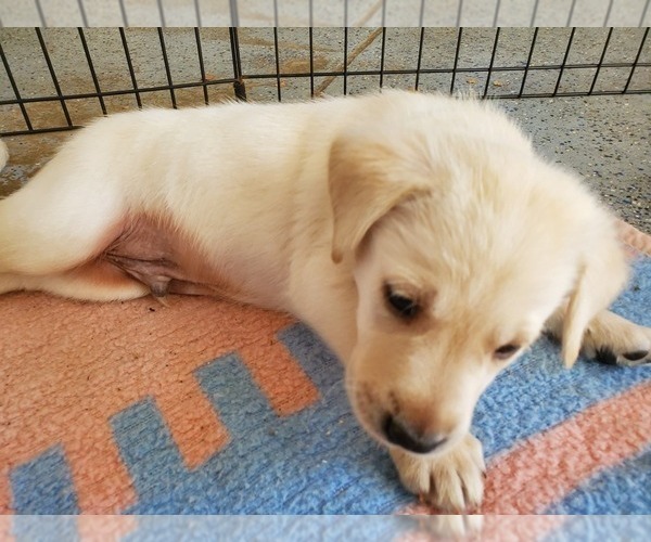 Medium Photo #19 Labrador Retriever Puppy For Sale in WATERFORD, WI, USA