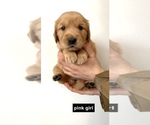 Small Photo #4 Golden Retriever Puppy For Sale in BOISE, ID, USA