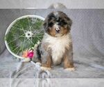 Small #1 Bernedoodle (Miniature)