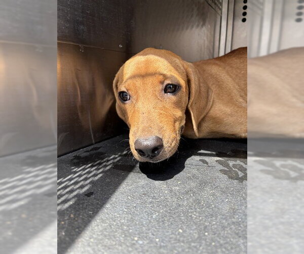Medium Photo #1 Mastiff-Unknown Mix Puppy For Sale in Corpus Christi, TX, USA
