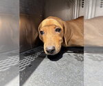 Small Mastiff Mix