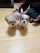 Small Photo #1 Lhatese Puppy For Sale in VIRGINIA BCH, VA, USA