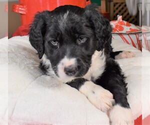 Aussiedoodle Puppy for sale in CHILLICOTHE, OH, USA