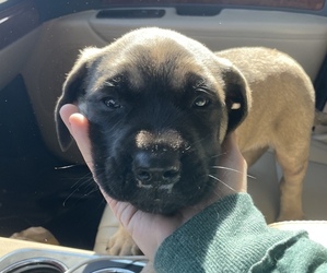 Mastiff Puppy for sale in GARLAND, KS, USA