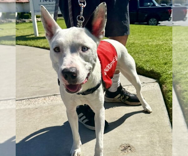 Medium Photo #5 American Staffordshire Terrier-Siberian Husky Mix Puppy For Sale in San Juan Capistrano, CA, USA