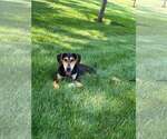 Small #1 Mutt