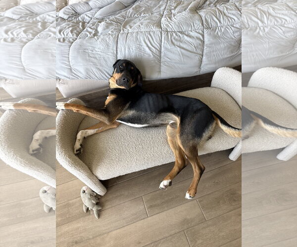 Medium Photo #2 Bloodhound-Doberman Pinscher Mix Puppy For Sale in McKinney, TX, USA