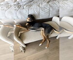 Small #1 Bloodhound-Doberman Pinscher Mix