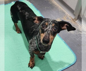 Trouble - Male Dachshund Dog for Adoption - Photo #2