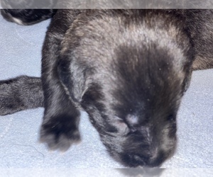 Irish Wolfhound Puppy for sale in WAUKOMIS, OK, USA