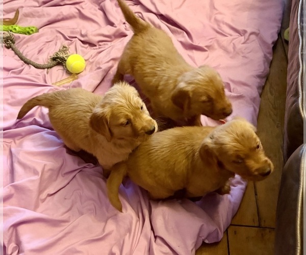Medium Photo #3 Golden Retriever Puppy For Sale in WOODSTOCK, CT, USA