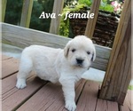 Puppy Ava Golden Retriever