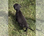 Small #4 Great Dane