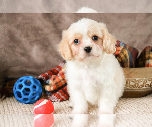 Cavachon Puppy for sale in SYRACUSE, IN, USA