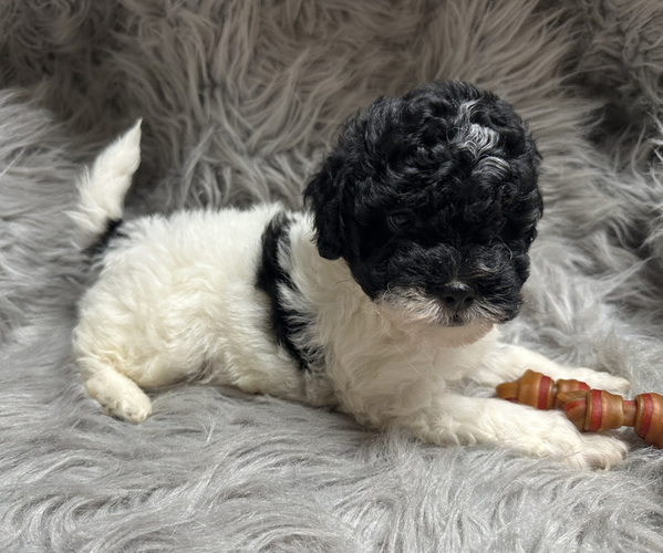 Medium Photo #1 Poodle (Miniature) Puppy For Sale in STRAWBERRY, AR, USA