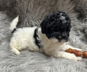 Medium Poodle (Miniature)
