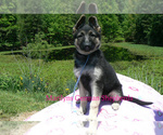 Small German Shepherd Dog