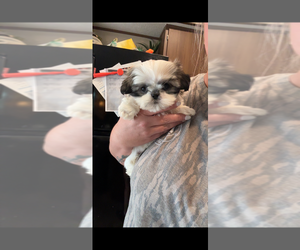 Shih Tzu Puppy for sale in HALEYVILLE, AL, USA