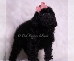 Small Photo #16 Goldendoodle (Miniature) Puppy For Sale in WARSAW, IN, USA
