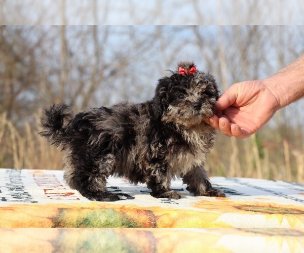 Medium Photo #6 ShihPoo Puppy For Sale in DYERSBURG, TN, USA