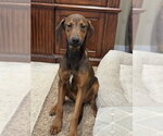 Small #2 Doberman Pinscher Mix