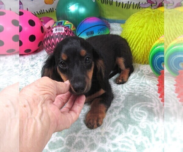 Medium Photo #6 Dachshund Puppy For Sale in RATTAN, OK, USA