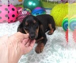 Small #5 Dachshund