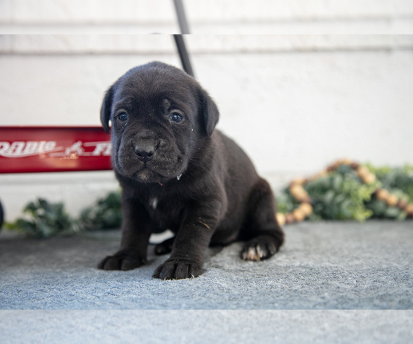 Medium Photo #1 Cane Corso Puppy For Sale in BIRD IN HAND, PA, USA