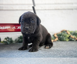 Puppy Sidney Cane Corso
