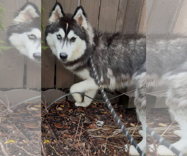 Medium Photo #3 Mutt Puppy For Sale in Sanford, FL, USA