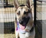 Small German Shepherd Dog